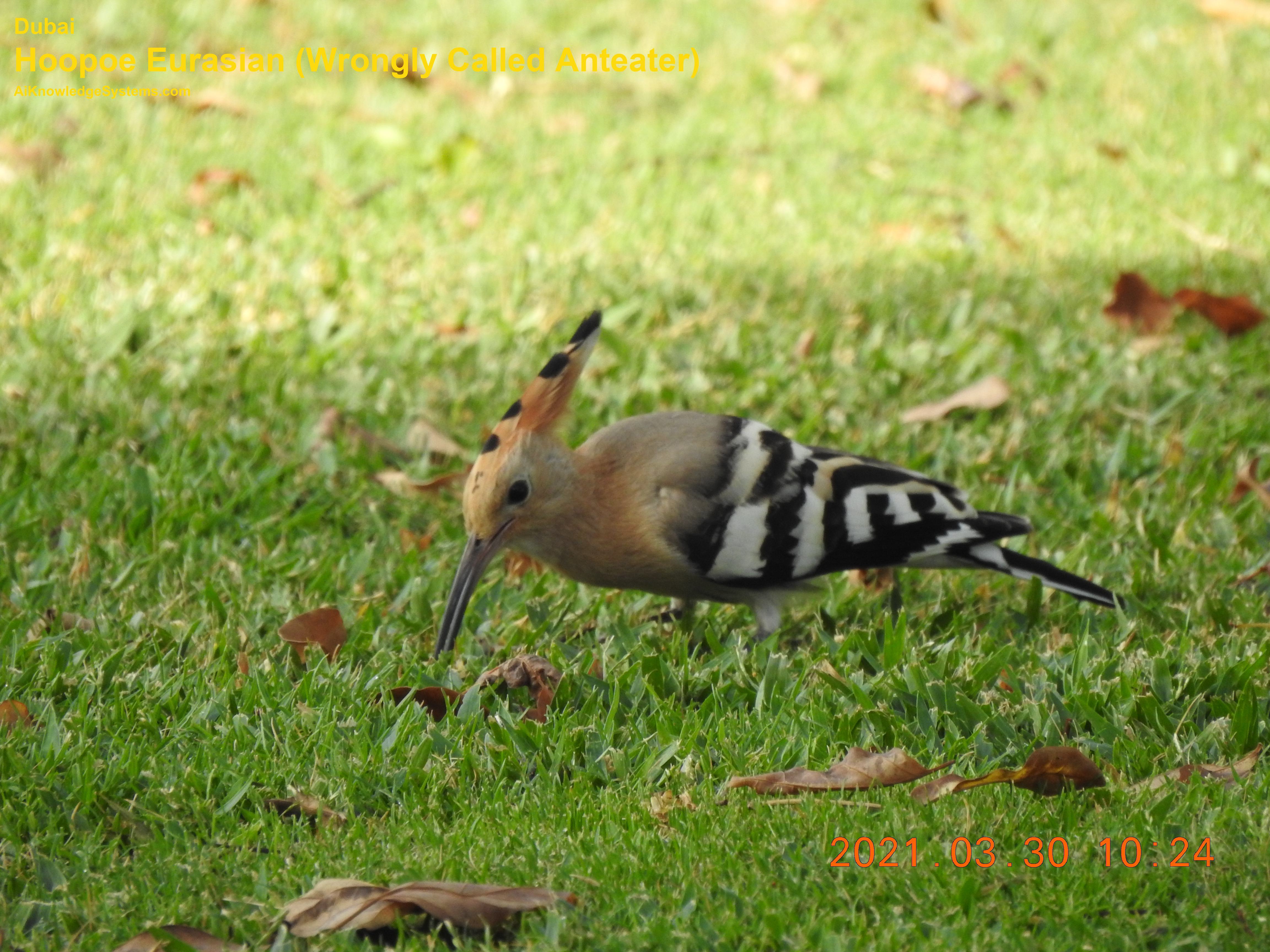 Hoopoe Eurasian (56) Coming Soon